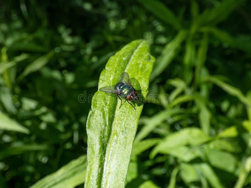 Closeup fronal shot de la mouche verte à bec vert commune adulte lucilia caesar assis sur une feuille verte photographie stock