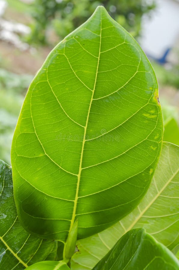 Jackfruit Tree Their Leaf Stock Photos Free & RoyaltyFree Stock
