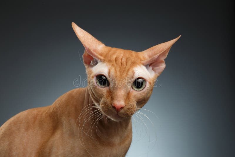 Closeup Funny Ginger Sphynx Cat Surprised Looking In ...