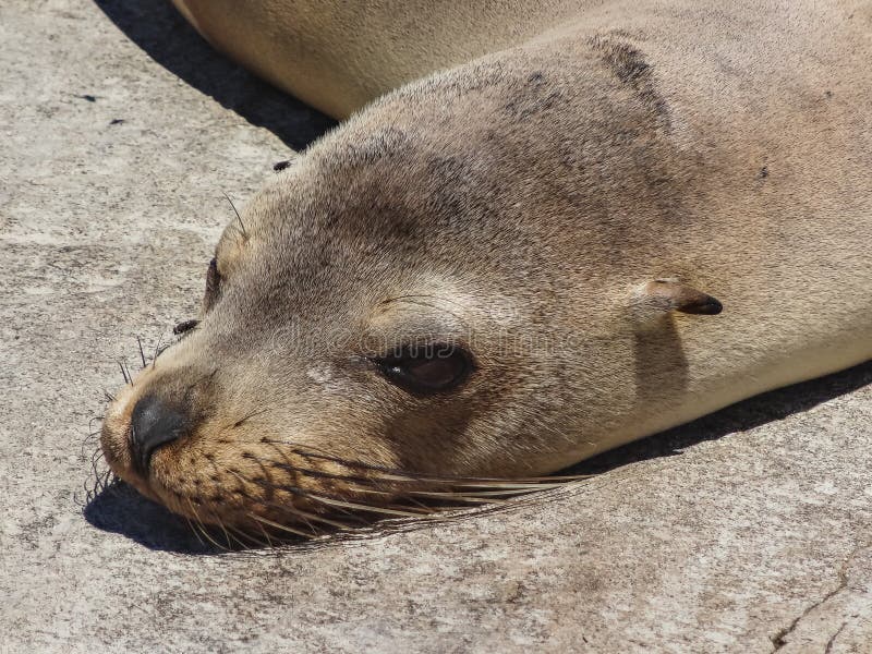 Closeup of a fur seal the galapagos islands ecuador