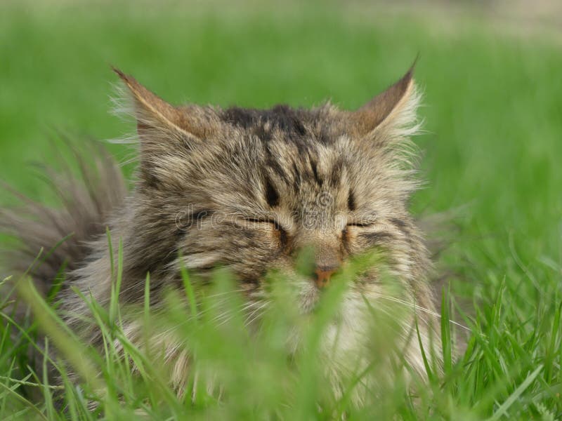 Closeup of a fuzzy cat having a lazy time in the grass stock image