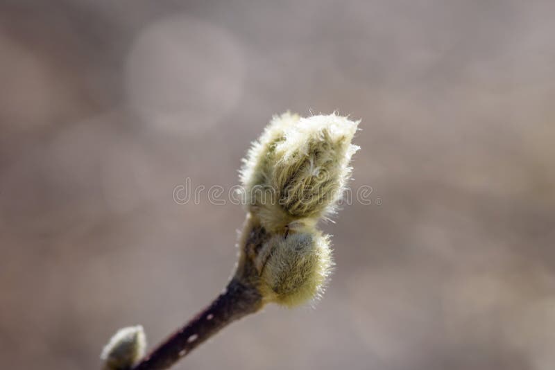 Macro closeup of magnolia tree bud in early spring