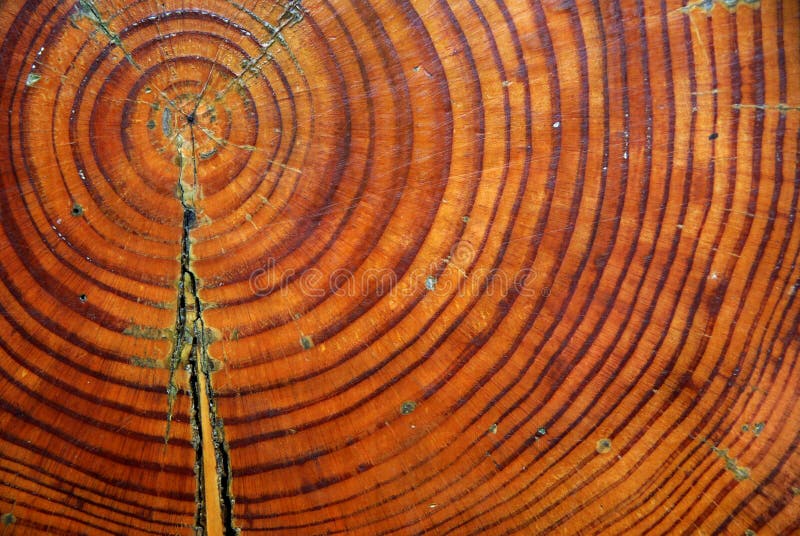 Closeup picture of an old tree trunk section with its annual rings. Closeup picture of an old tree trunk section with its annual rings.