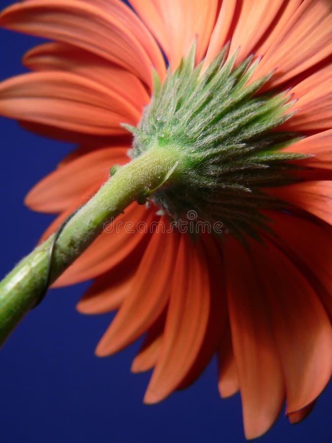 Closeup Of Gerber Daisy Stem Picture. Image 205041