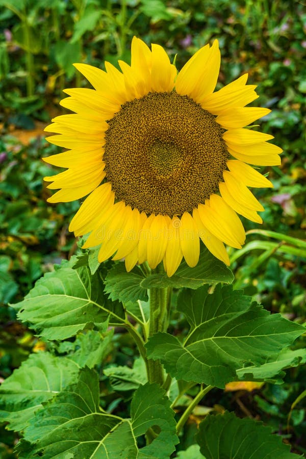 A close-up of a giant sunflower on a beautiful sunny autumn day located on a sunflower farm located in Botetourt County, Virginia, USA. A close-up of a giant sunflower on a beautiful sunny autumn day located on a sunflower farm located in Botetourt County, Virginia, USA.