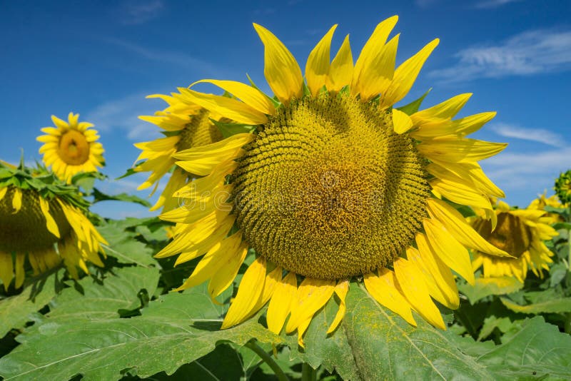 Closeup of a giant sunflowers on a sunflower farm in the Shenandoah Valley at the base of the Blue Ridge Mountains of Virginia, USA.