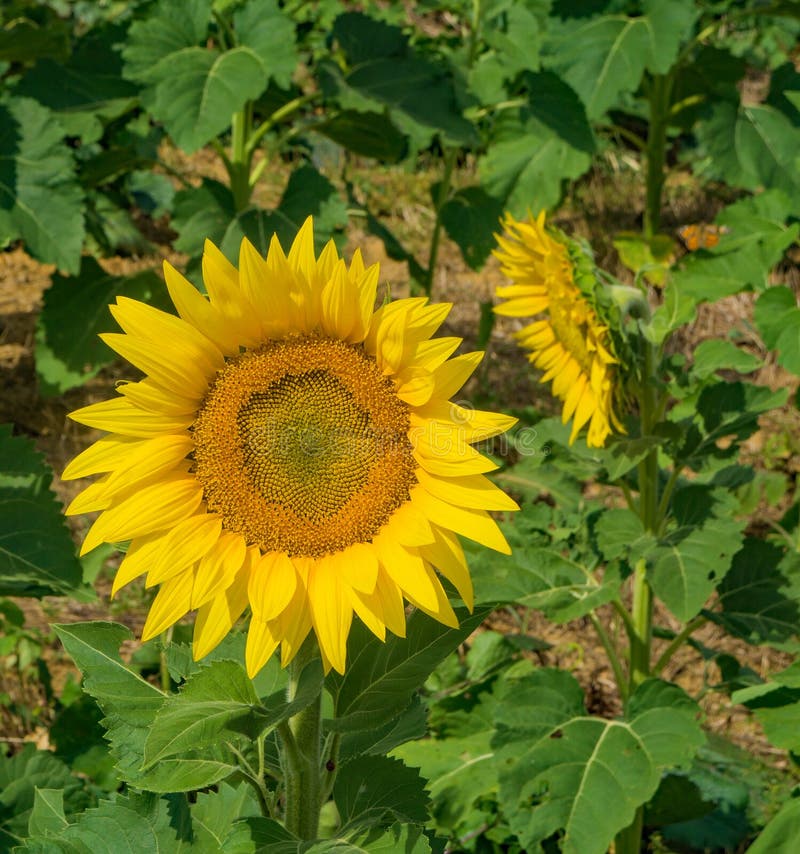 A close-up of a giant sunflower on a beautiful sunny autumn day located on a sunflower farm located in Botetourt County, Virginia, USA. A close-up of a giant sunflower on a beautiful sunny autumn day located on a sunflower farm located in Botetourt County, Virginia, USA.