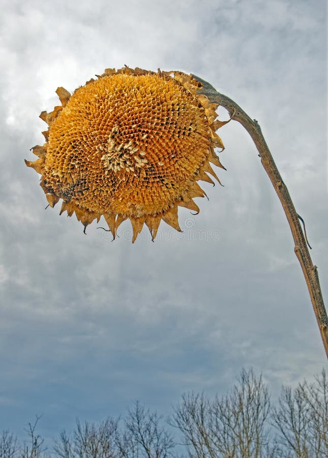 closeup Helianthus Giganteus, giant sunflower or tall sunflower round yellow spent head with a few seeds in center still on stalk, mid Winter with white grey sky, rural New York. closeup Helianthus Giganteus, giant sunflower or tall sunflower round yellow spent head with a few seeds in center still on stalk, mid Winter with white grey sky, rural New York