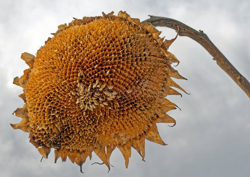 closeup Helianthus Giganteus, giant sunflower or tall sunflower round yellow spent head with a few seeds in center still on stalk, mid Winter with white grey sky, rural New York. closeup Helianthus Giganteus, giant sunflower or tall sunflower round yellow spent head with a few seeds in center still on stalk, mid Winter with white grey sky, rural New York