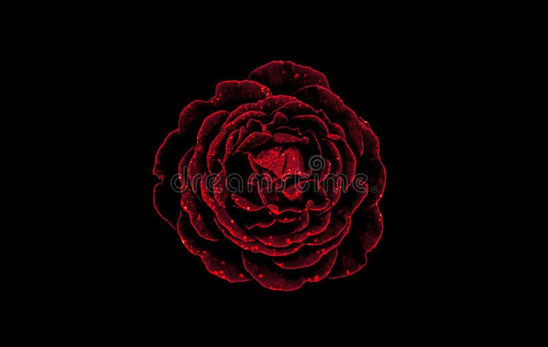 Chiếc bông hồng đỏ rực sáng trên nền đen tạo nên một vẻ đẹp rất đỗi đặc biệt và quyến rũ. Hãy chiêm ngưỡng bức hình đầy bí ẩn này và cảm nhận sự hòa quyện giữa đêm tối và những tia hy vọng được cất lên trong từng cánh hoa.