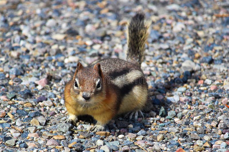 Closeup of a Golden Mantled Ground Squirrel on a gravel.