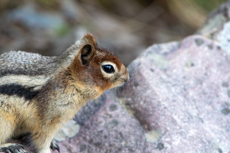 A closeup of Golden-mantled ground squirrel resting on the rock.   Banff National Park,  AB Canada