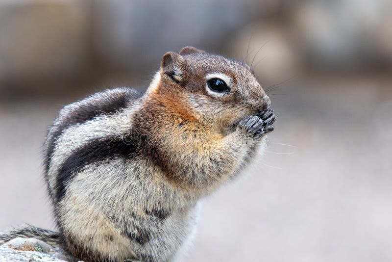 A closeup of Golden-mantled ground squirrel resting on the rock.   Banff National Park,  AB Canada