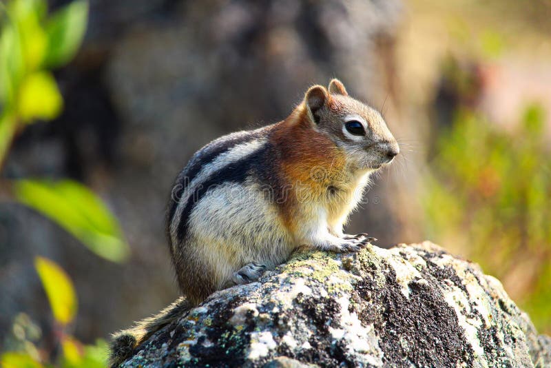 Closeup of a Golden Mantled Ground Squirrel on a rock.