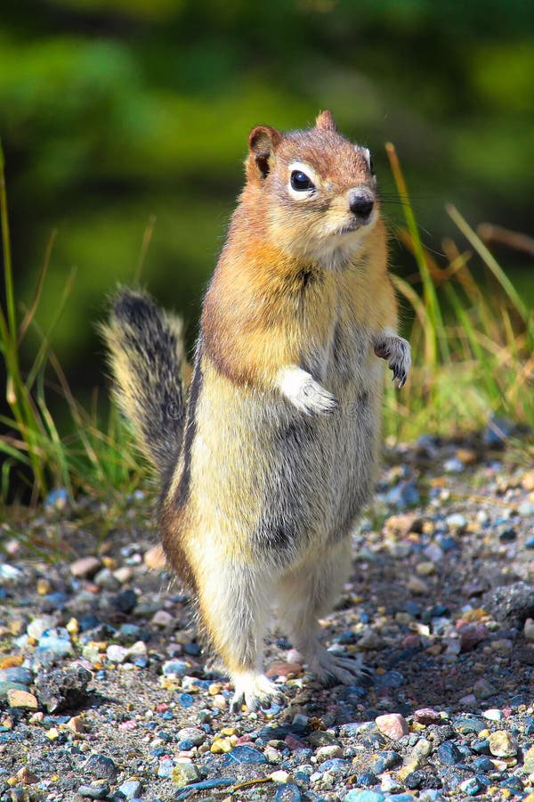Closeup of a Golden Mantled Ground Squirrel standing up.