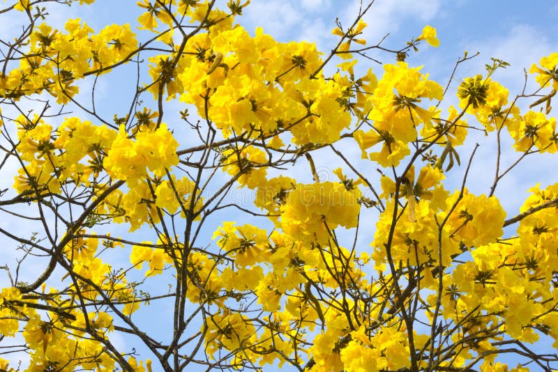 Closeup golden trumpet tree flowers