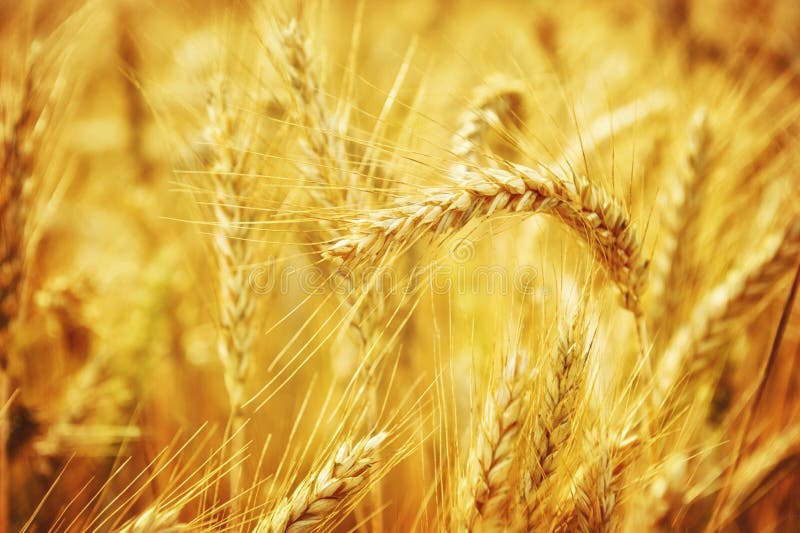 Closeup on golden wheat field royalty free stock image
