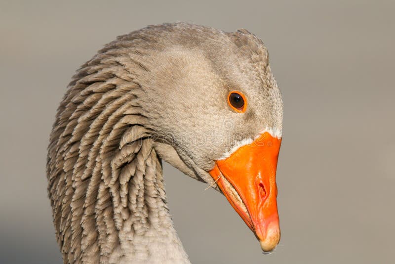 Closeup of a Goose with an Orange Beak Stock Image Image of goose