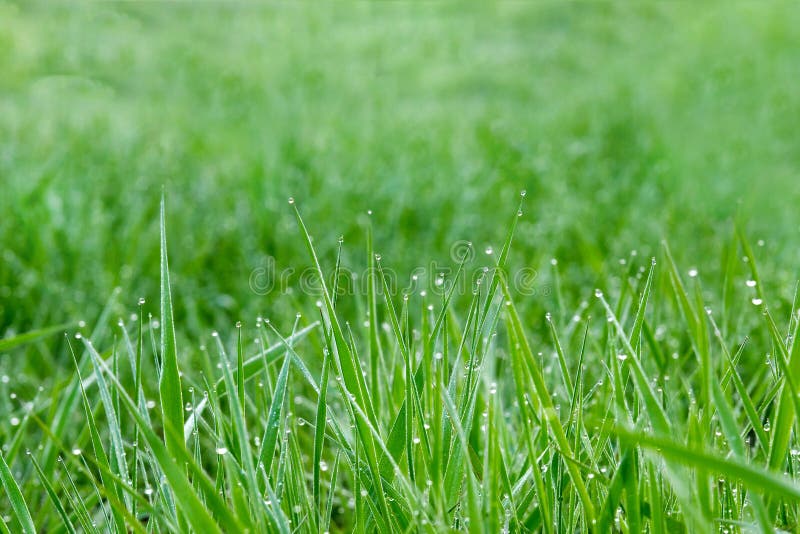 Closeup of Grass Blades with Water Drops after Rain Stock Image Image