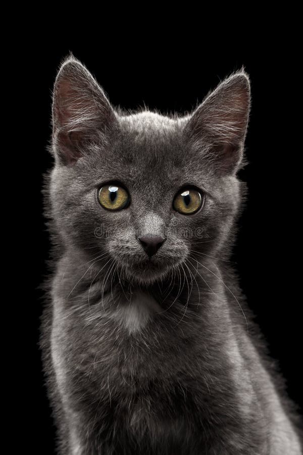 Closeup Gray Kitty Looking in Camera on Black