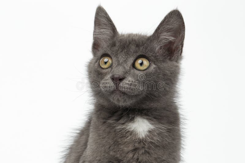 Closeup Gray Kitty Looking Up on White