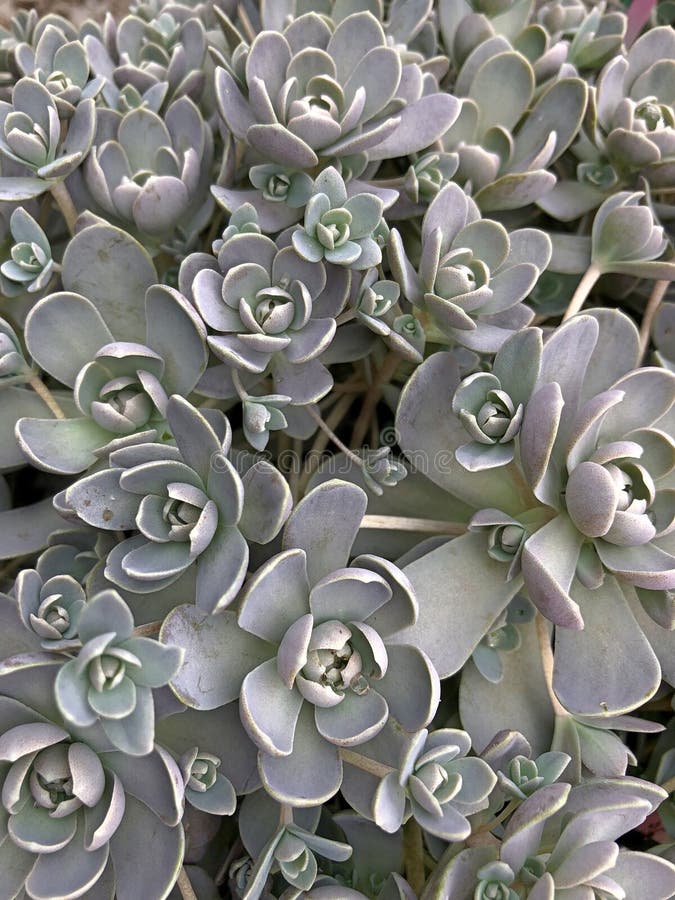 Closeup of a gray succulent plant