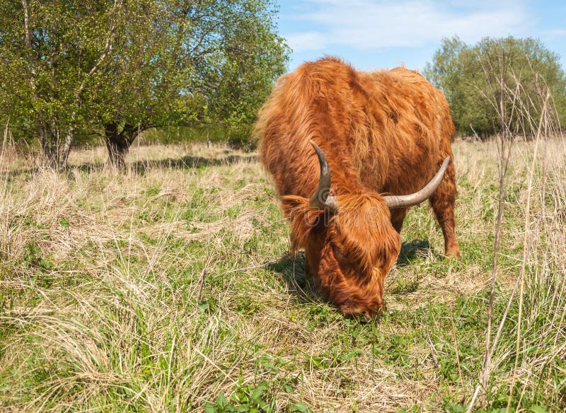Closeup of a Grazing Highland Cow in Winter Coat Stock Image Image of