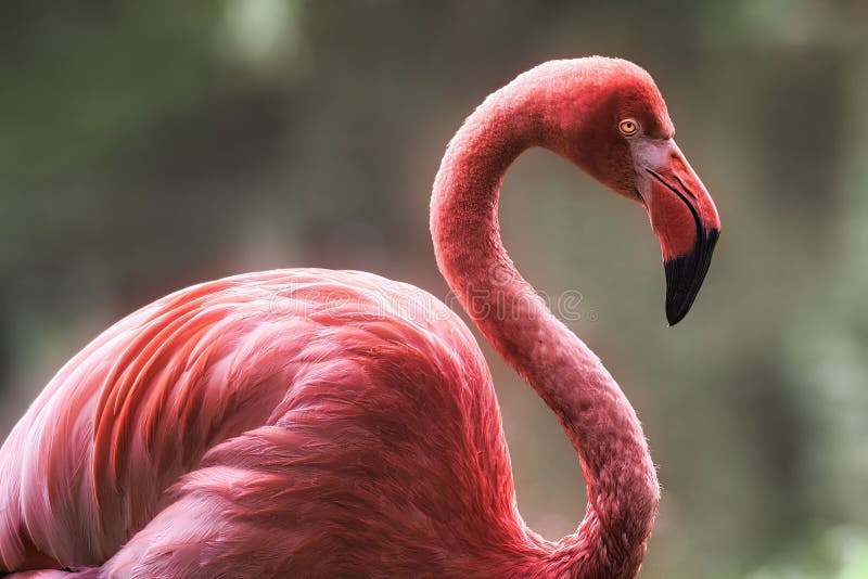 Closeup of a Greater flamingo in a profile royalty free stock photo