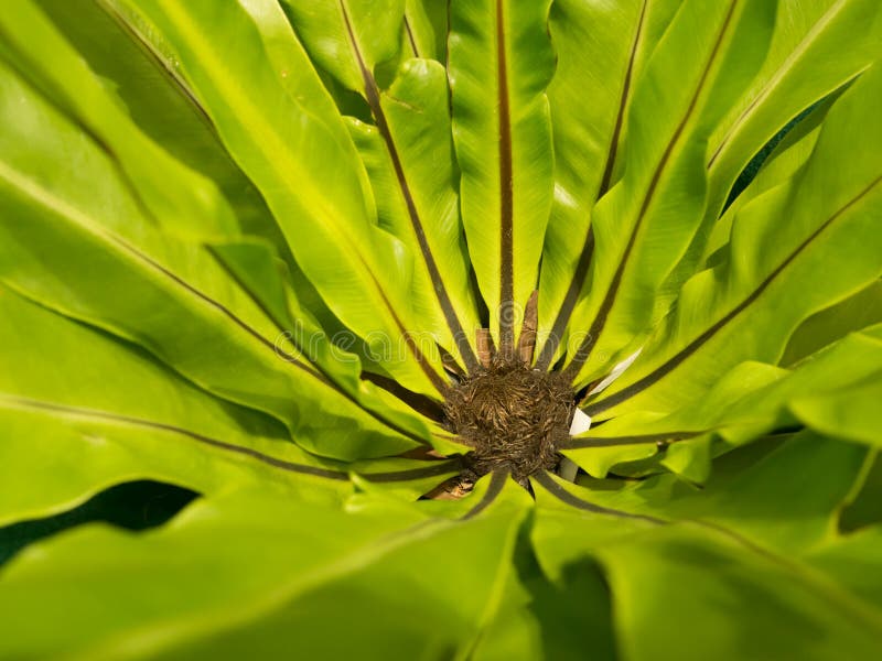 Closeup of green Asplenium nidus (Bird Nest Fern)