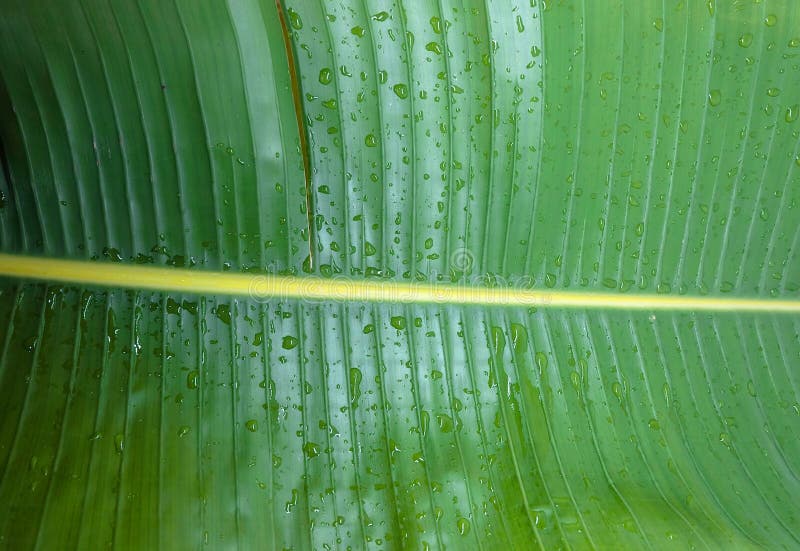 Closeup Green Banana Leaf Texture Background, Wallpaper Stock Photo Image of beautiful, leaf