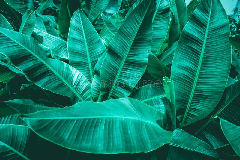 Closeup green banana leaf texture in garden royalty free stock images Closeup green banana leaf texture in garden royalty free stock images
