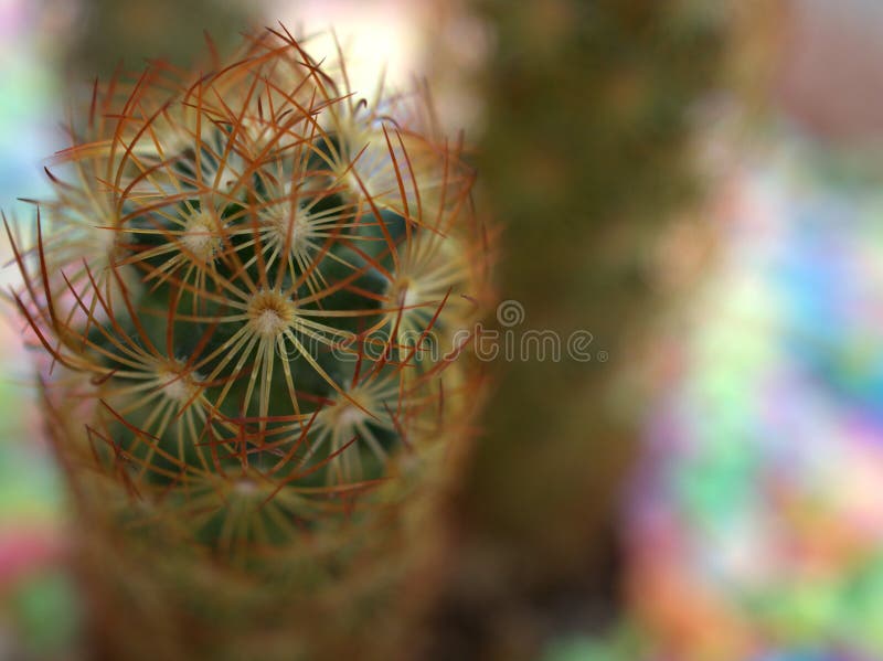 Closeup green cactus in pot