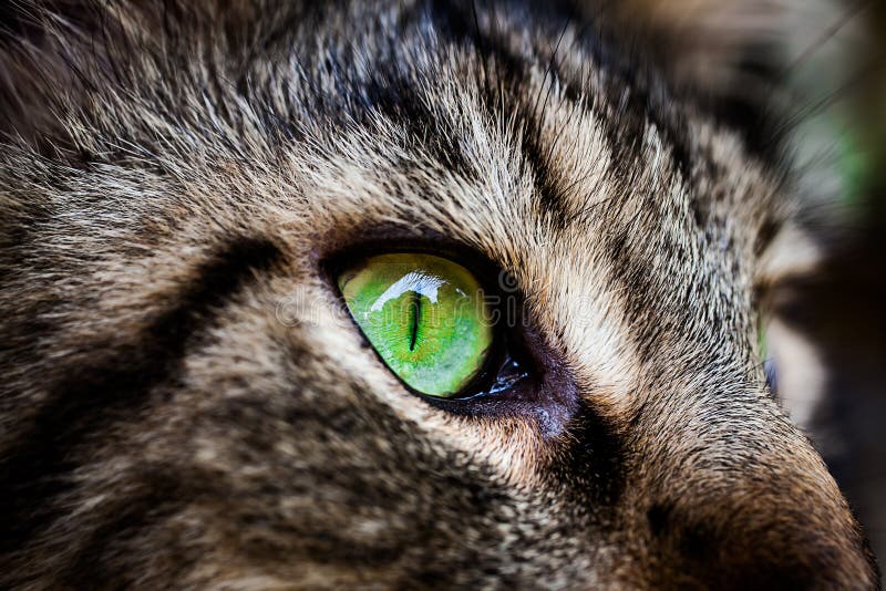 Closeup Green Eye of Maine Coon Black Tabby Cat . Stock Image Image of fauna, haired 48889647