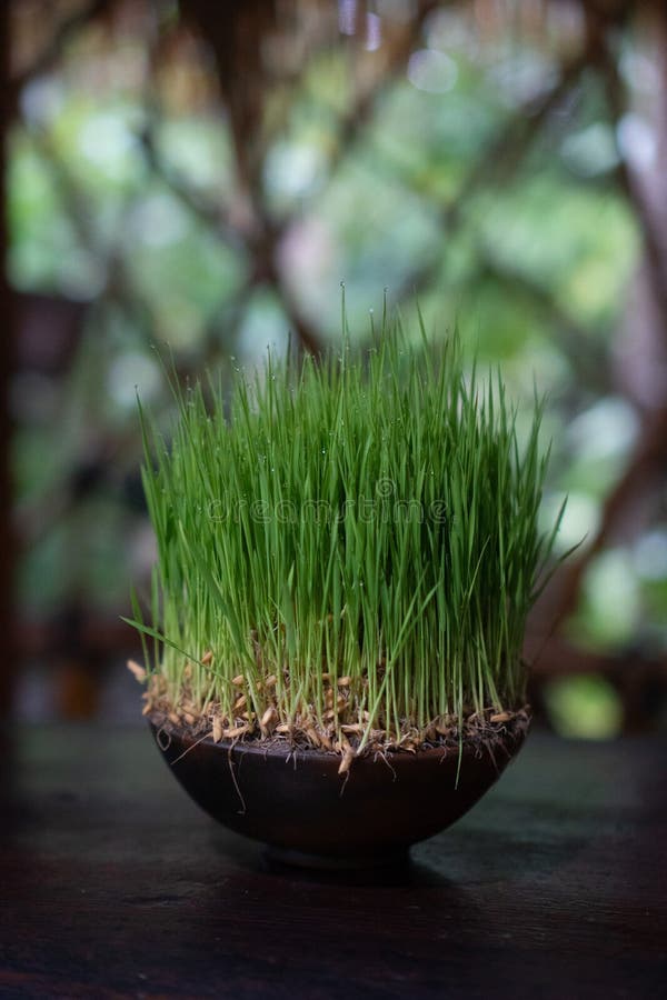 Green Grass on Clay Pot with Spray Water Drops Stock Image Image of herb, growth 120196693