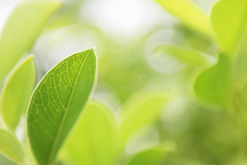 Closeup Green Leaf on Blur Background Stock Photo Image of background