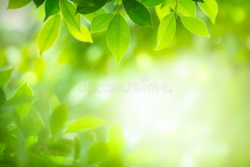 Closeup Green Leaf on Blurred Background Stock Image - Image of blur,  abstract: 145570965