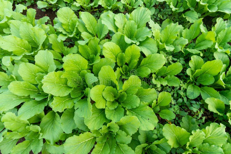 Green Leaf Mustard in Growth at Vegetable Stock Photo Image of