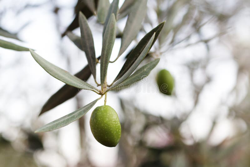 Closeup of Green Olive on Tree Stock Image Image of fruit, closeup