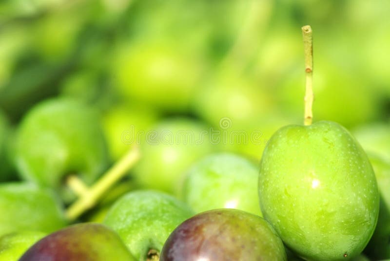 Closeup of green olives.