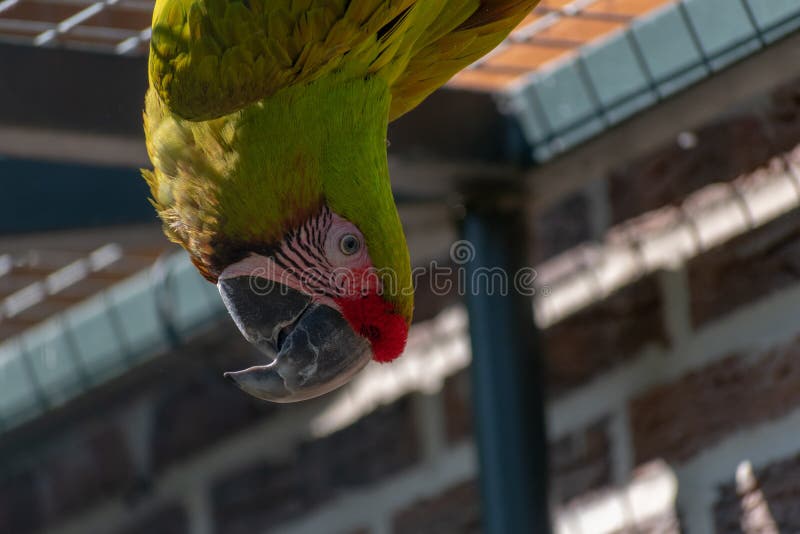 Closeup of a green parrot in a cage outdoors during daylight stock photography