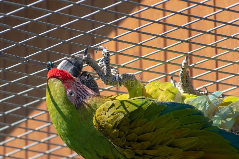 Closeup of a green parrot in a cage outdoors during daylight royalty free stock image