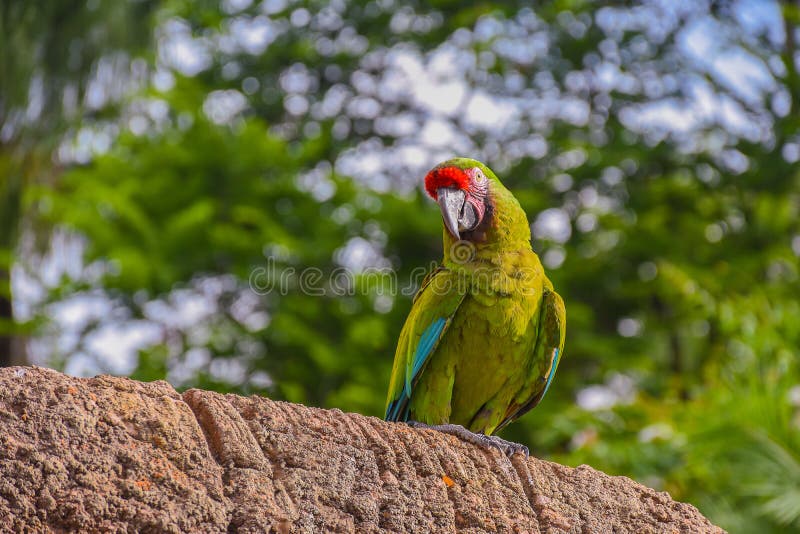 Closeup of a green parrot perched on a stone under the sunlight stock images