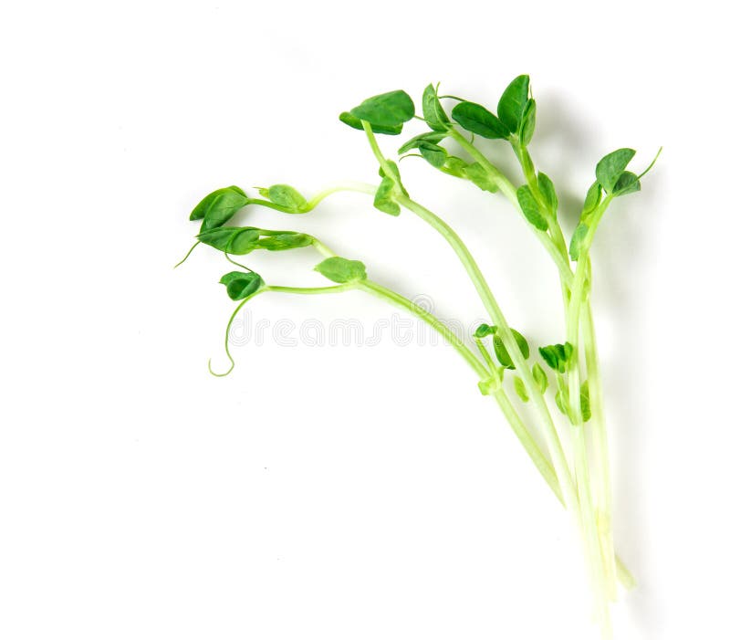 Closeup the green pea sprout on white background