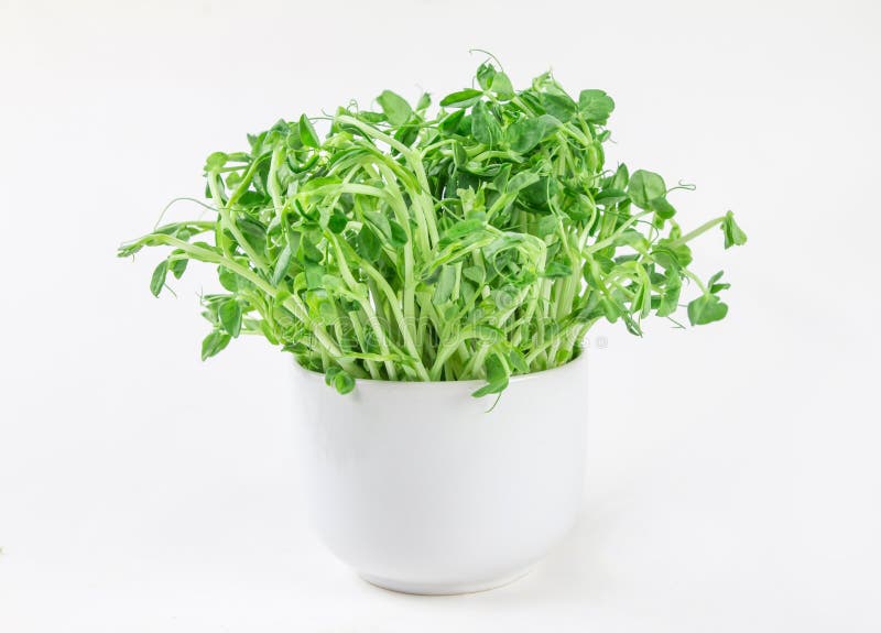 Closeup green pea sprout in the white cup