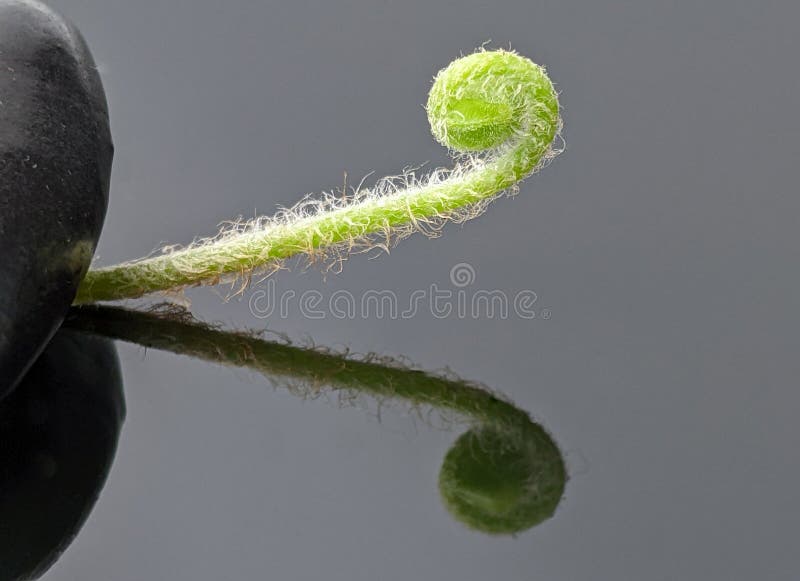 Closeup of green plant and black rock with reflection royalty free stock photography