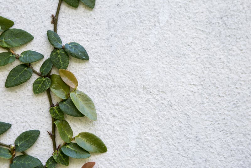 Closeup Green Plant Growing On White Cement Wall Stock Image - Image of