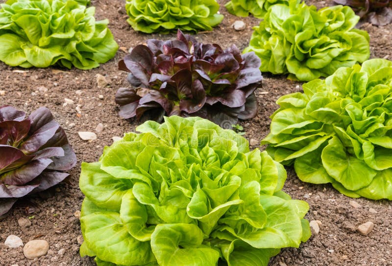 Green and purple loose leaf lettuce growing in vegetable garden