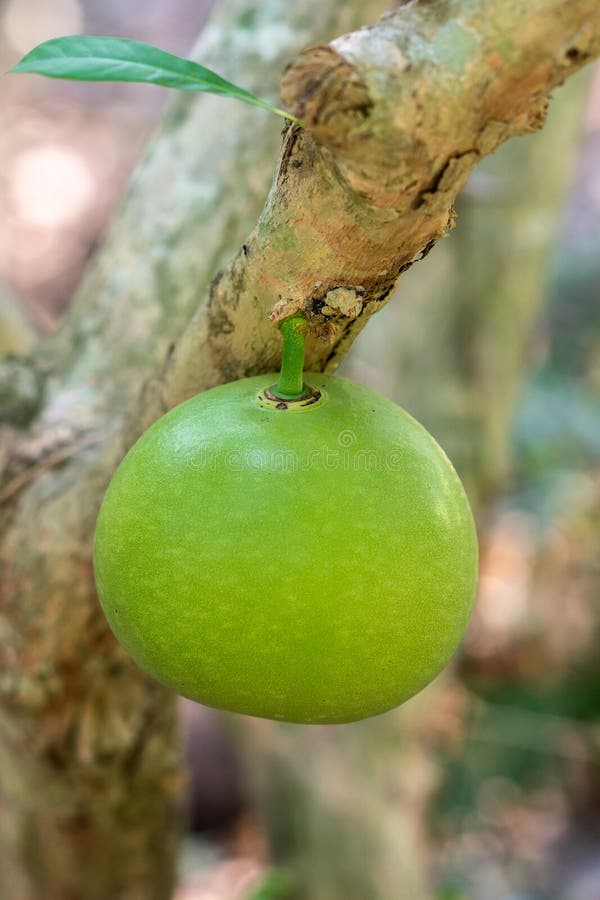 Closeup of green Star Apple at Mr. Kiet Historic House, Cai Be, Vietnam stock photography Closeup of green Star Apple at Mr. Kiet Historic House, Cai Be, Vietnam stock photography