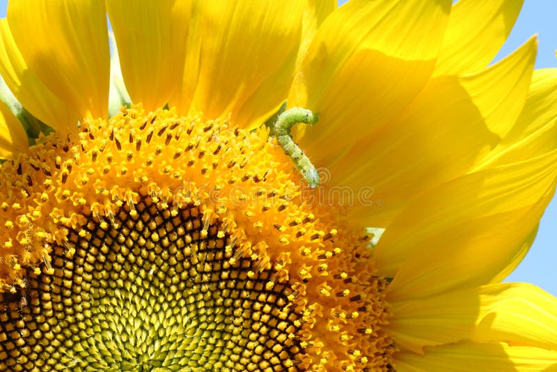 Closeup green worm eating petal of yellow sunflower stock image Closeup green worm eating petal of yellow sunflower stock image