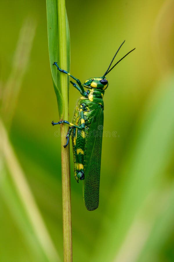 Closeup of a Green and yellow grasshopper or chromacris psittacus, a lubber grasshoppers, romaleidae, Guna Yala, Panama royalty free stock image Closeup of a Green and yellow grasshopper or chromacris psittacus, a lubber grasshoppers, romaleidae, Guna Yala, Panama royalty free stock image